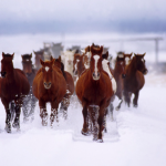 Track ratings are an important asset for punters