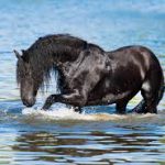 Myth or reality of wet track breeding in thoroughbreds